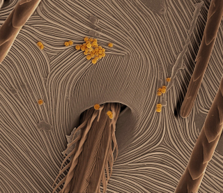 Illustration for article titled Under an electron microscope, spider skin is cooler than you might have imagined